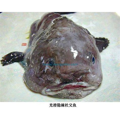 治平水滴魚|軟隱棘杜父魚